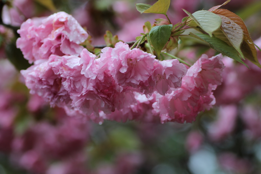 八重桜その２
