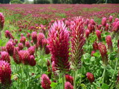 ストロベリーキャンドルその２