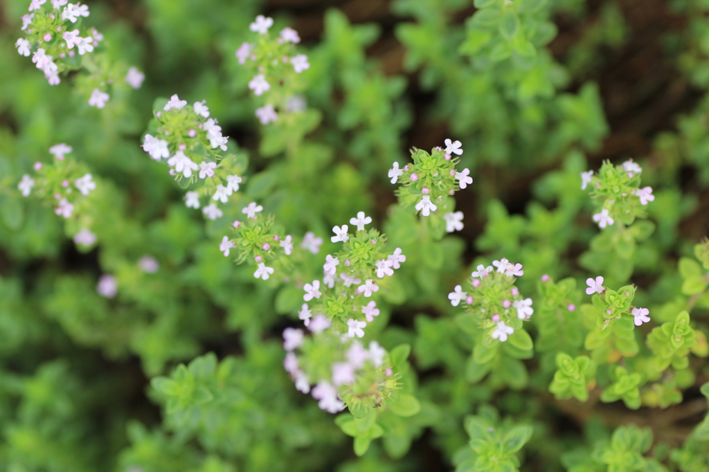 ハーブティーでティータイム③