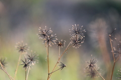 冬の線香花火＾＾