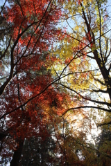 紅の葉を求めて⑩