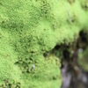 苔のシンフォニー①