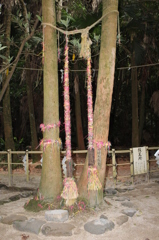 青島神社参り⑭