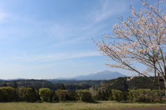 桜見て、霧島で１杯③