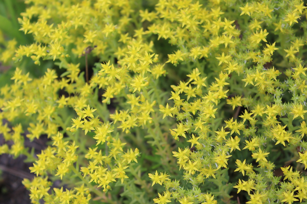 コモチマンネングサ