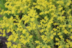 コモチマンネングサ