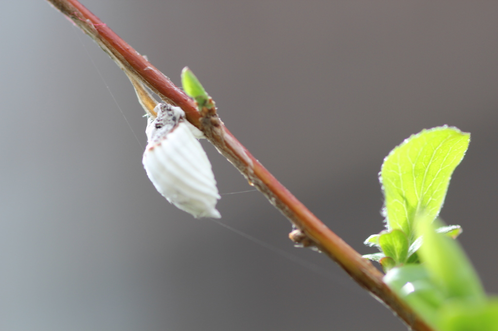 白いエイリアン