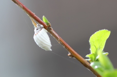 白いエイリアン