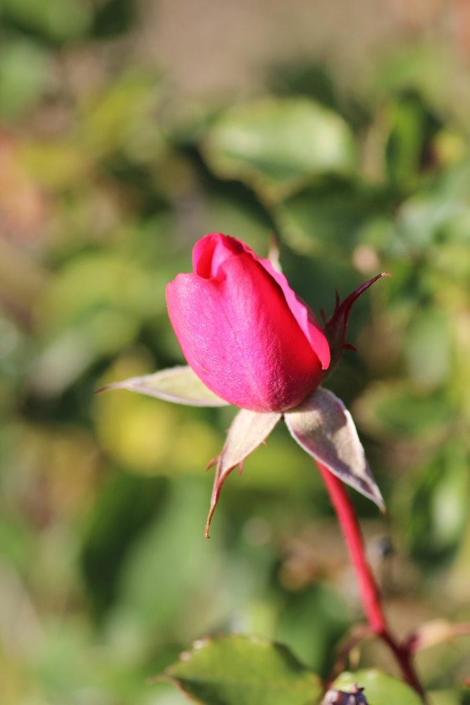 １本の赤いバラ