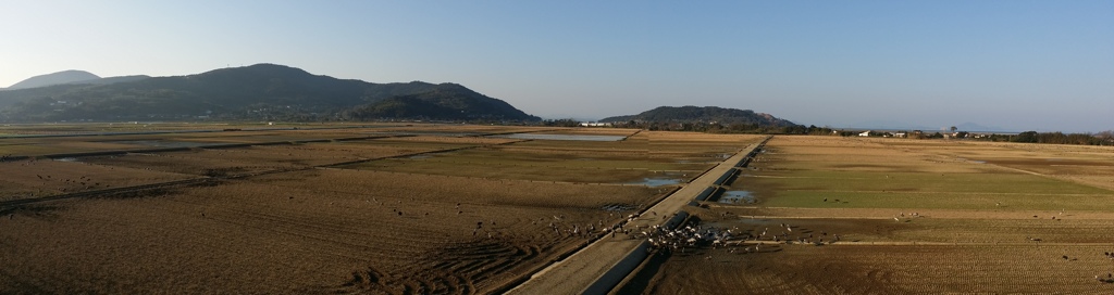 出水ツル渡来地③