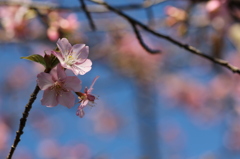 人生初撮り河津桜③