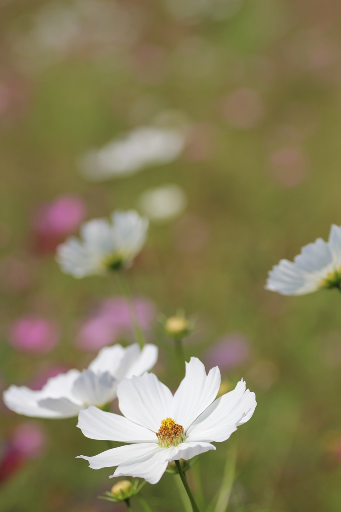 秋桜④
