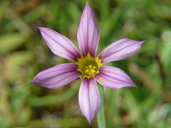 クローズアップしたニワゼキショウその２