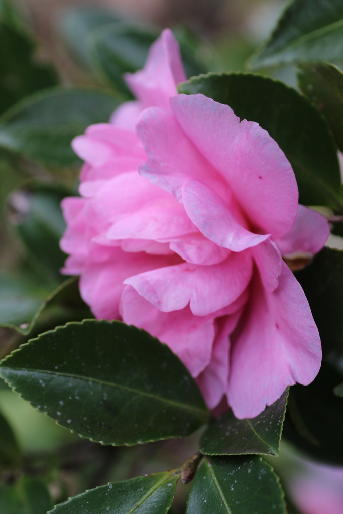 山茶花