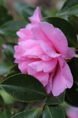 山茶花