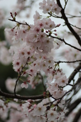 ２０１６桜を求めて（ある小学校）①