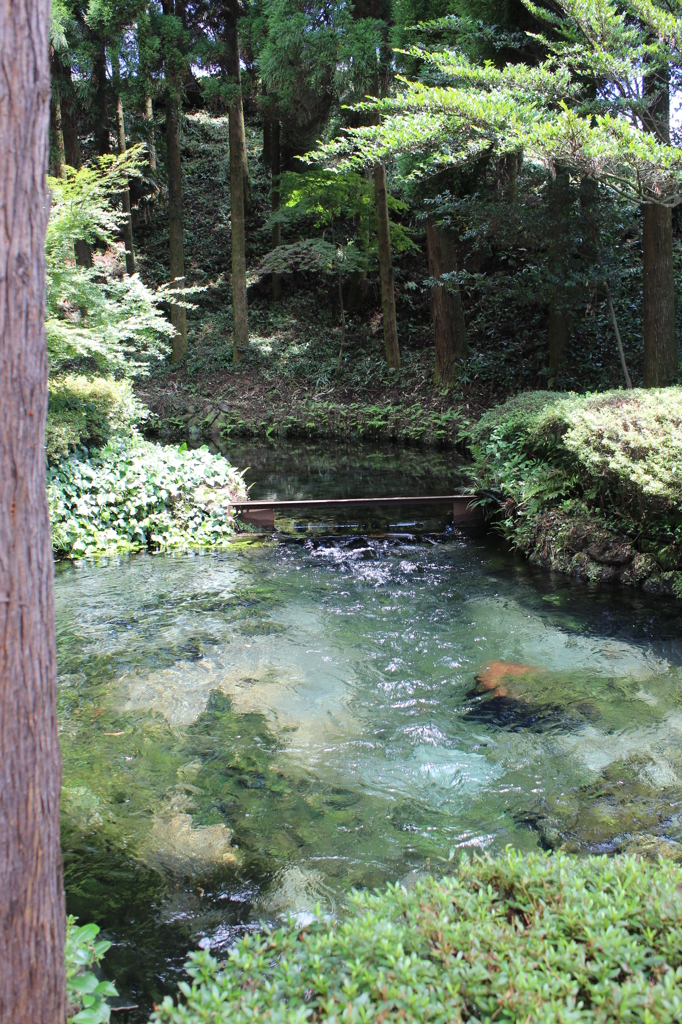 白川水源①