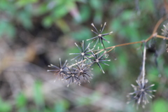 冬の花火