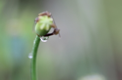 雨上がりの水滴
