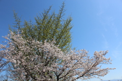 緑と白①