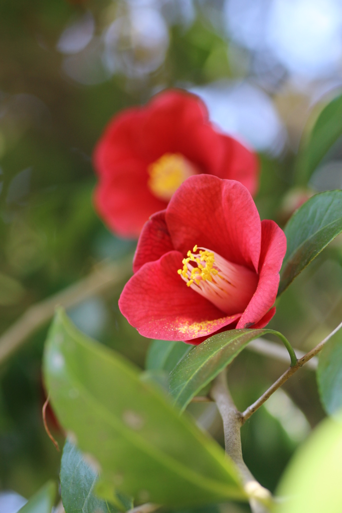 ツインヤブツバキ