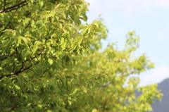 新緑（葉桜）②