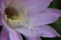 サボテンの花