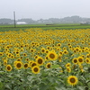 I Girasoli 1