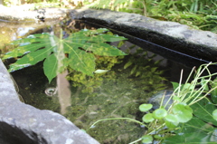 緑、浮かべし水面