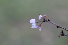 １０月桜その４