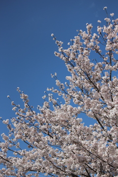 青空と桜その３