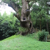 塚崎の大クス②