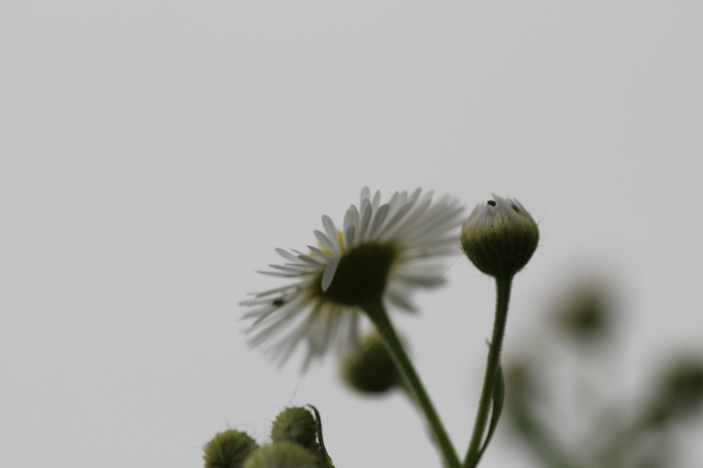 ミステリーゾーン