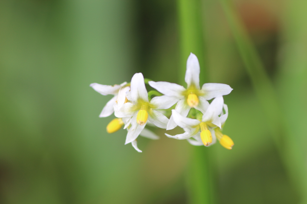 イヌホオズキ①