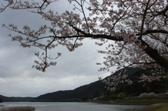 ２０１６桜を求めて（大隅湖）①