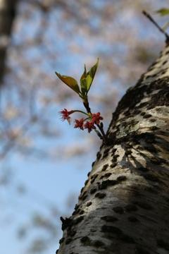 桜の木肌②