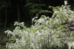 藤の花（白バージョン）その２
