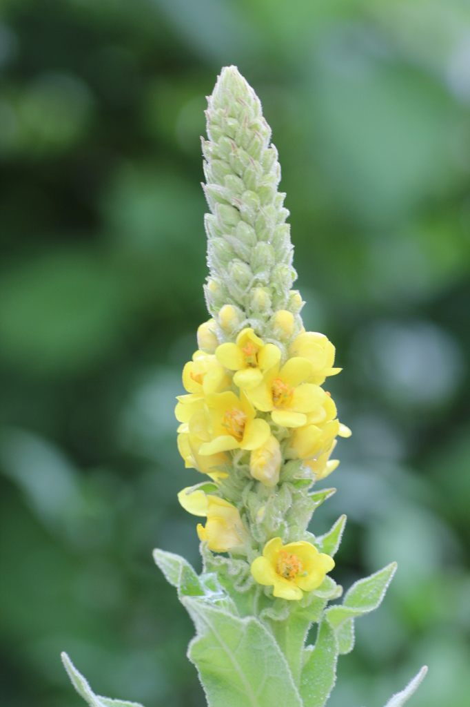 コーンタワー（正式名：ビロードモウズイカ）