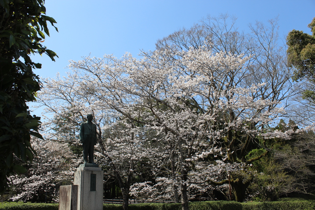 歴史資料館の桜④