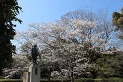 歴史資料館の桜④