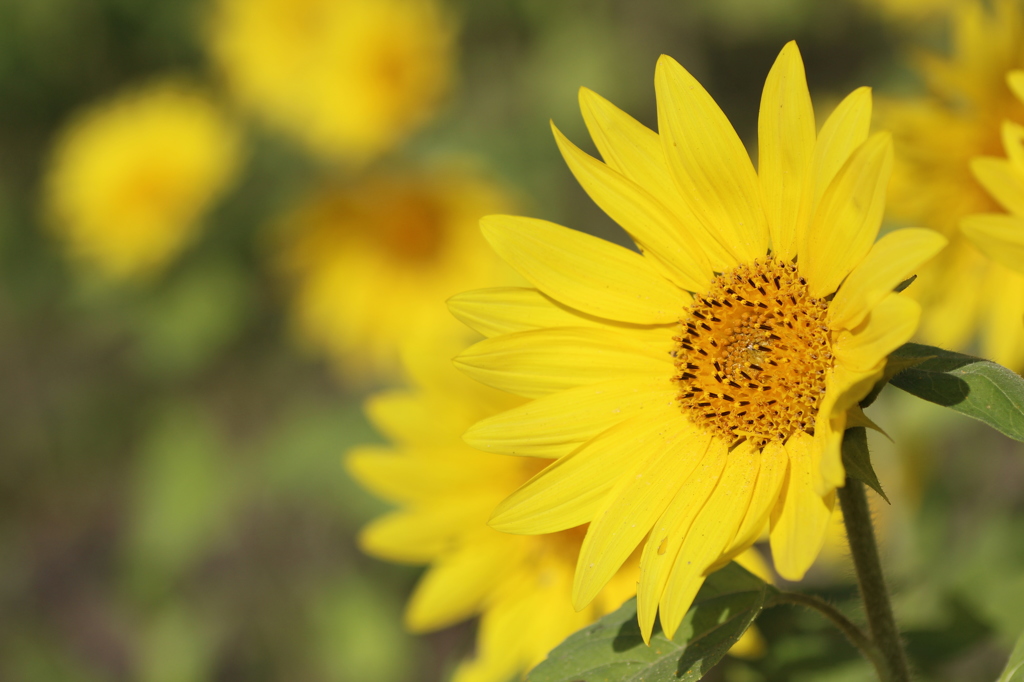 感動して下さい、まだ、咲いてますよ！！＾＾