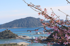 人生初撮り河津桜⑤
