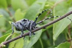 ゴマダラカミキリ