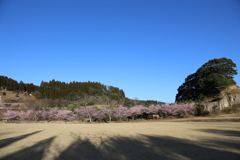 桜をリベンジ①