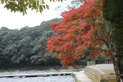 ２０１６紅葉を求めて（関之尾の滝周辺）③
