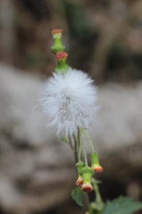首傾げてるけど、ふわふわ