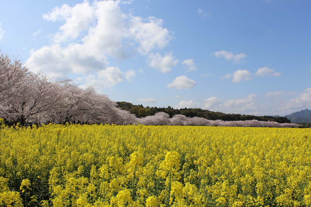 桜と菜の花のコラボその１