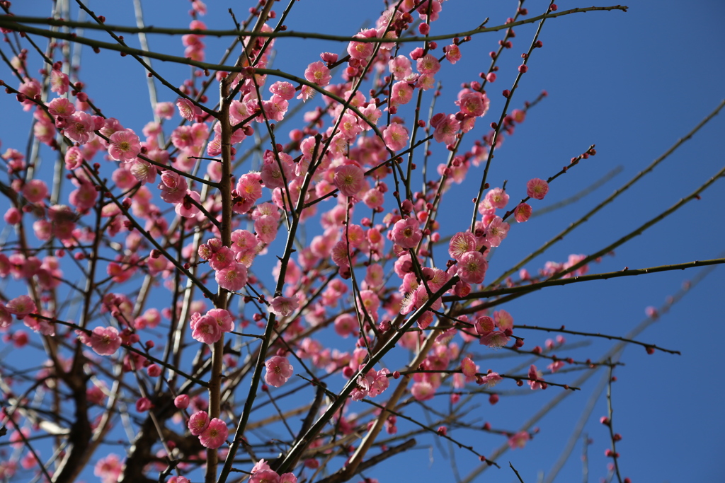 花たっぷりの紅梅④