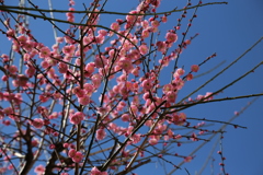 花たっぷりの紅梅④