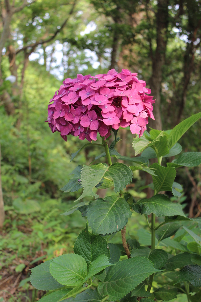 大輪の紫陽花